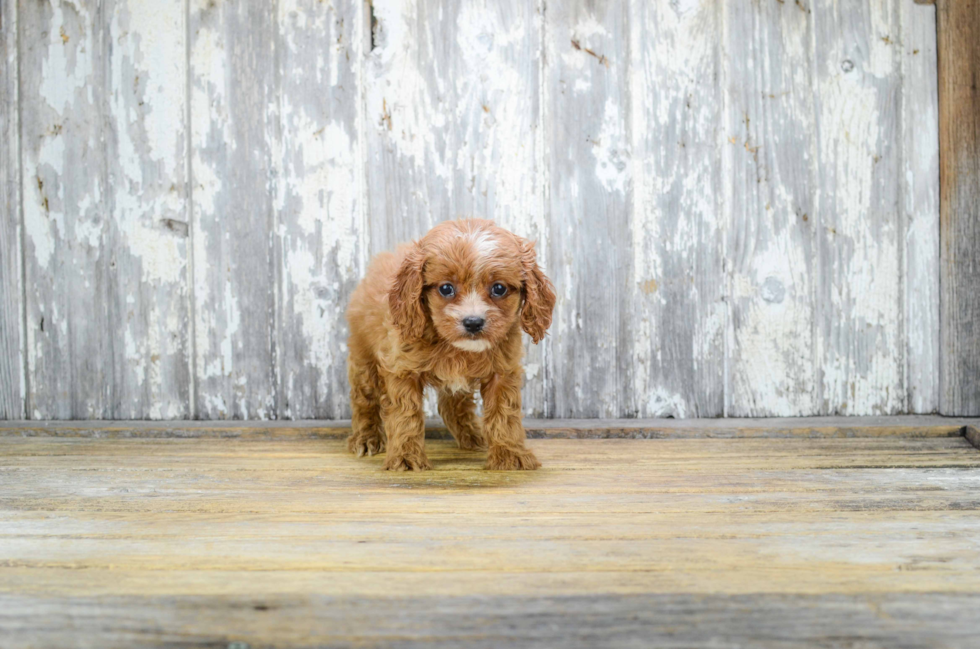 Best Cavapoo Baby