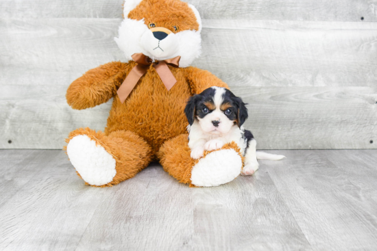 Sweet Cavalier King Charles Spaniel Purebred Puppy