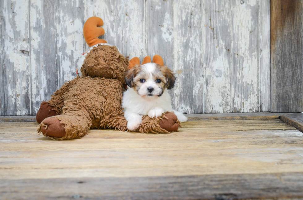 Adorable Shitzu Designer Puppy