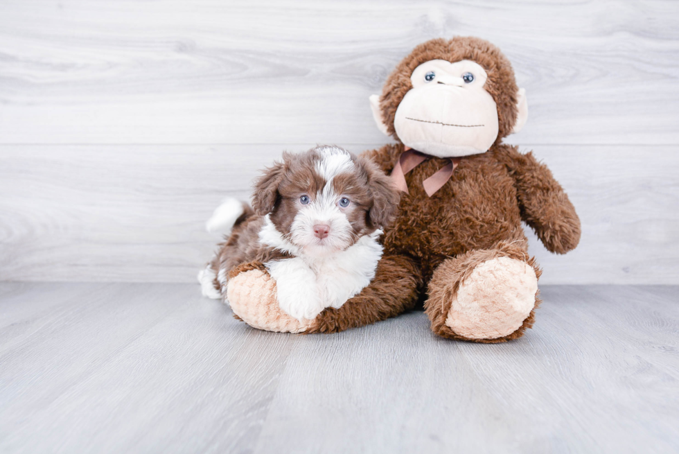 Havanese Pup Being Cute