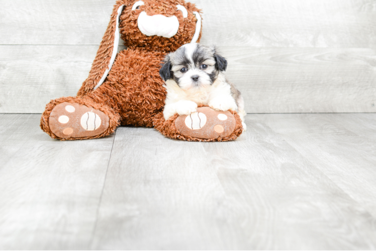 Best Teddy Bear Baby