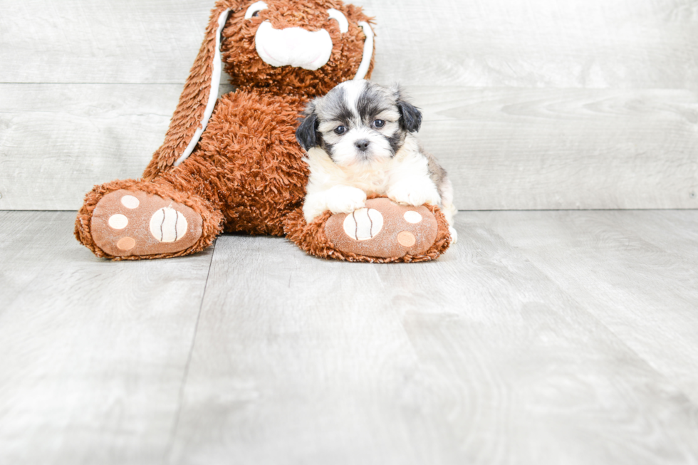Best Teddy Bear Baby