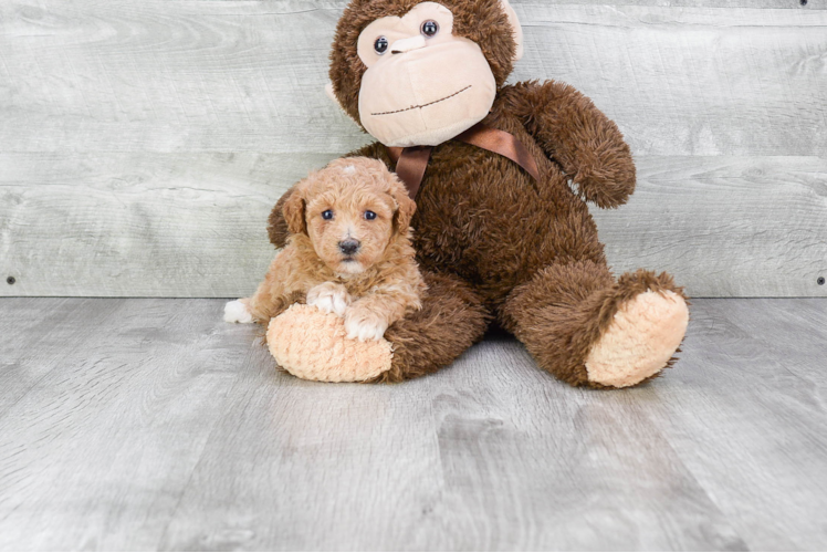 Adorable Maltese Poodle Poodle Mix Puppy