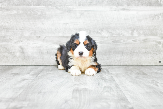 Best Mini Bernedoodle Baby