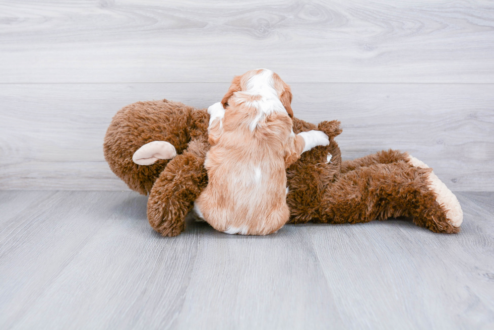 Happy Cavalier King Charles Spaniel Purebred Puppy