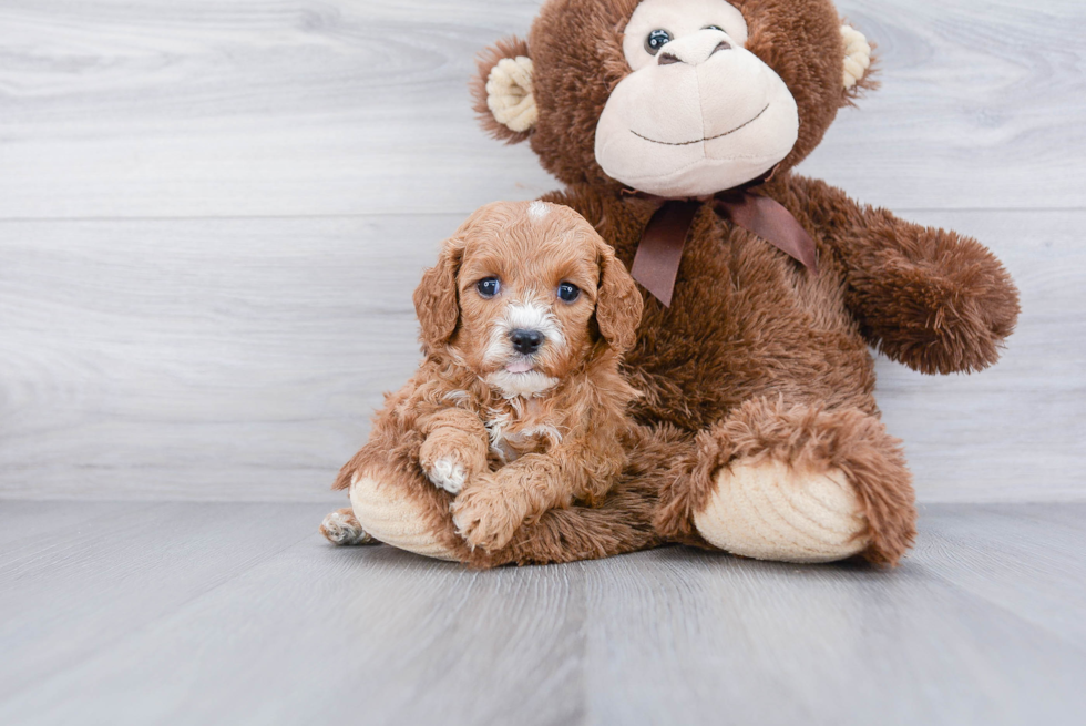 Cavapoo Pup Being Cute