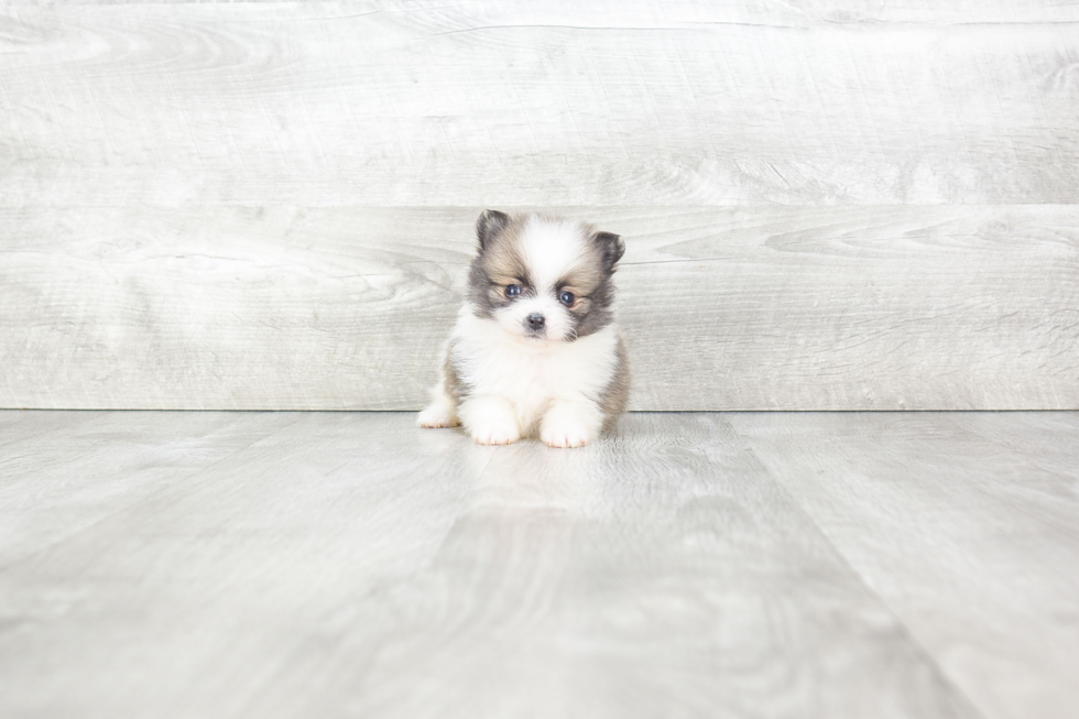 Pomeranian Pup Being Cute