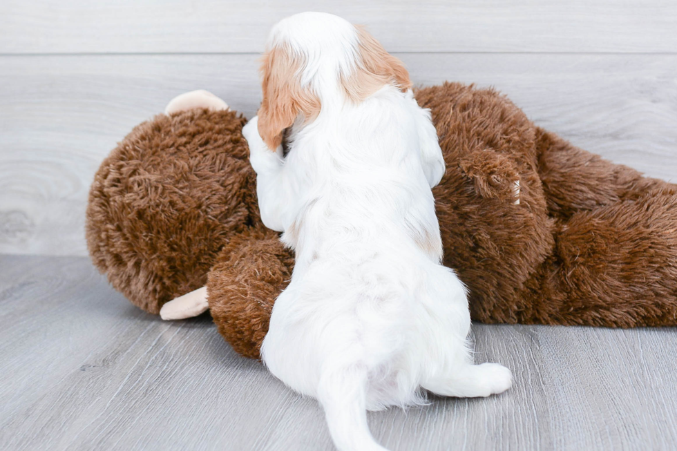 Hypoallergenic Cavalier King Charles Spaniel Purebred Pup