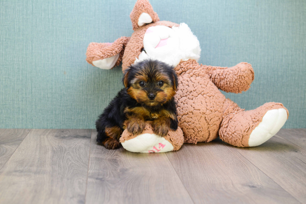 Meet Bella - our Yorkshire Terrier Puppy Photo 