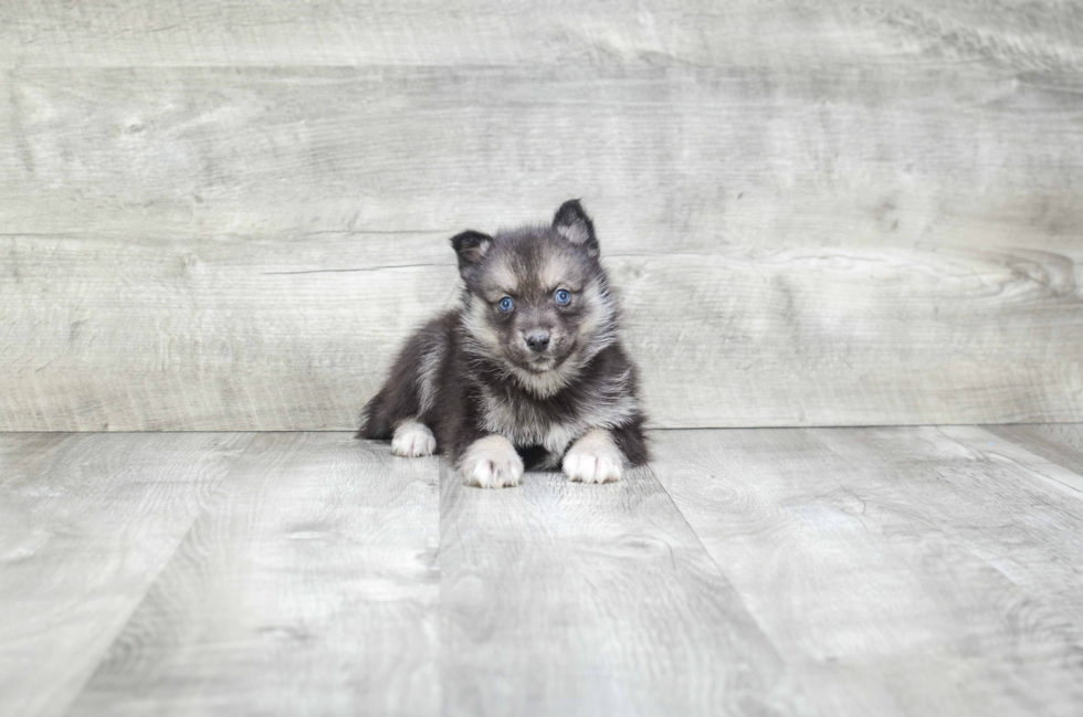 Cute Pomsky Baby