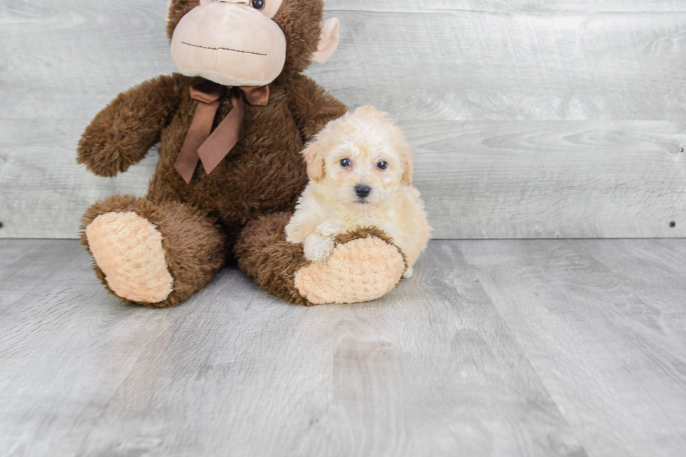 Fluffy Maltipoo Poodle Mix Pup