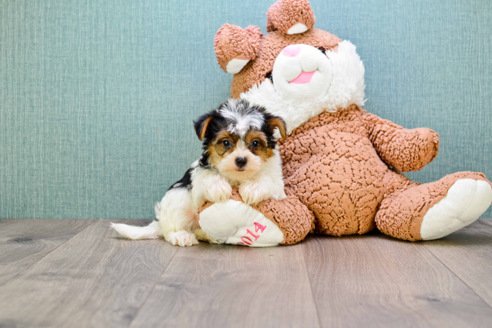 Meet Diddy - our Yorkshire Terrier Puppy Photo 