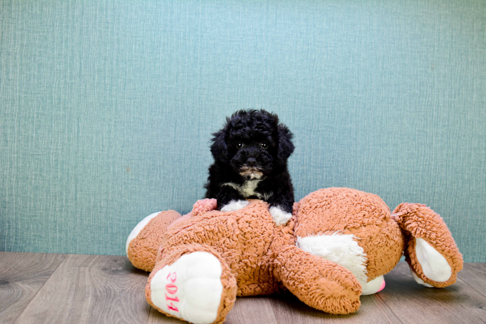 Yorkie Poo Puppy for Adoption