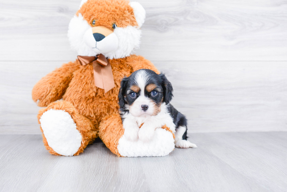 Cute Cavalier King Charles Spaniel Purebred Puppy