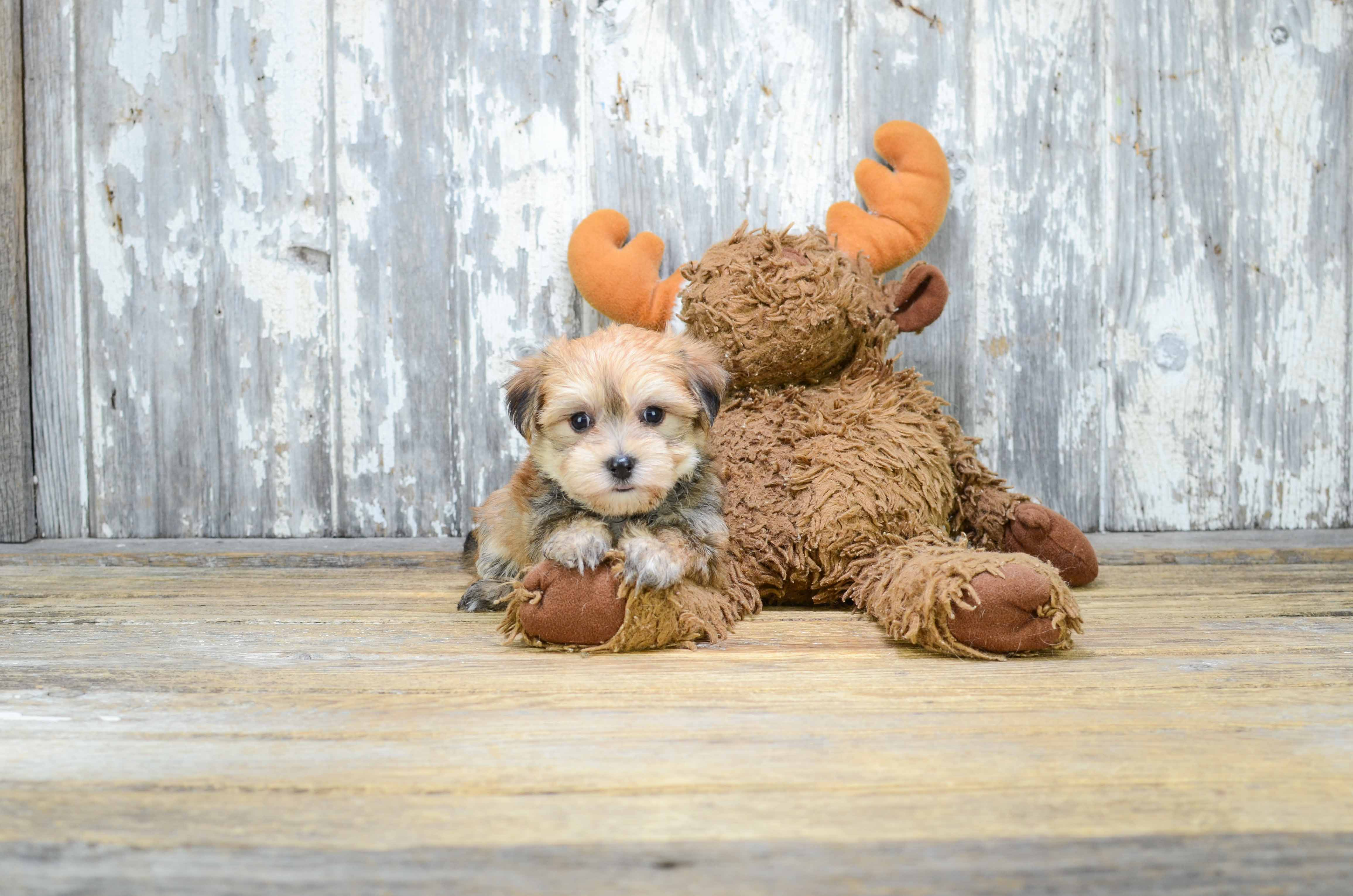 Morkie Puppy for Adoption