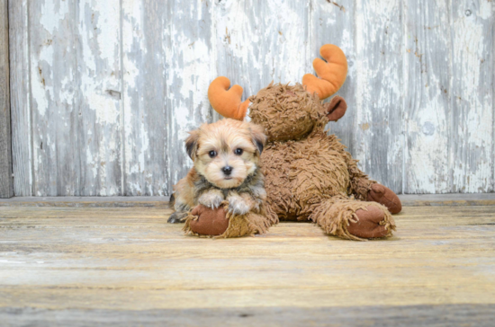 Morkie Puppy for Adoption