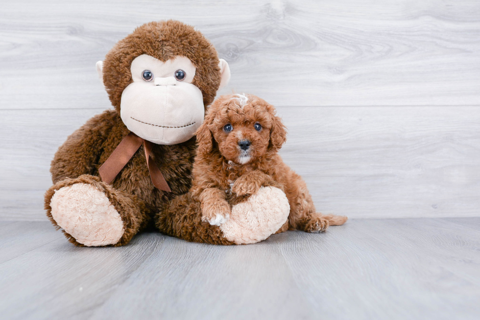 Sweet Cavapoo Baby