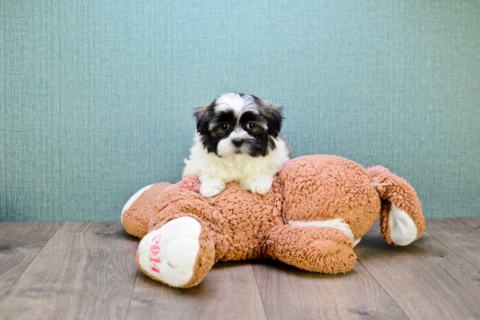 Havanese Puppy for Adoption
