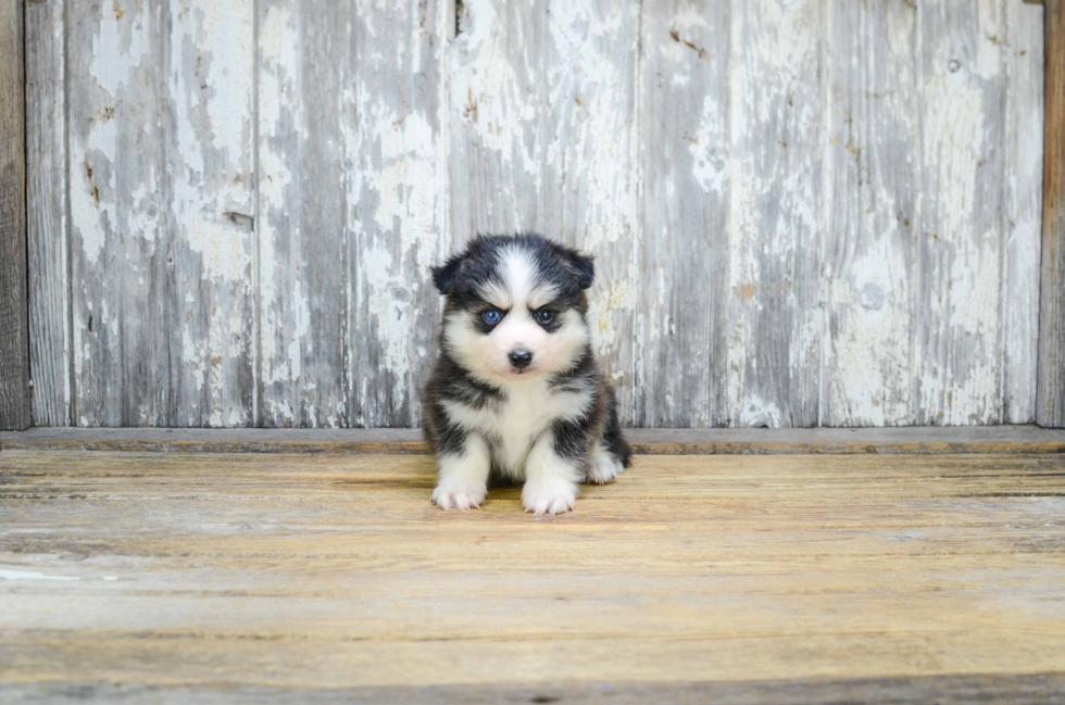 Little Mini Husky Designer Puppy