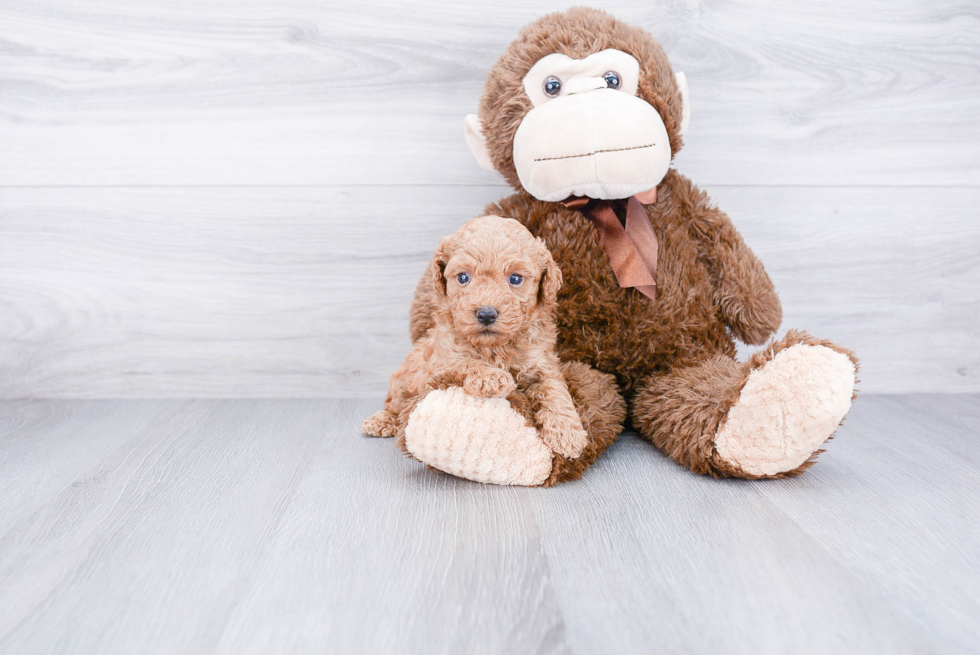 Sweet Pudle Purebred Puppy