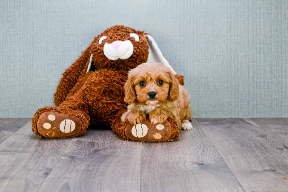 Cavapoo Puppy for Adoption