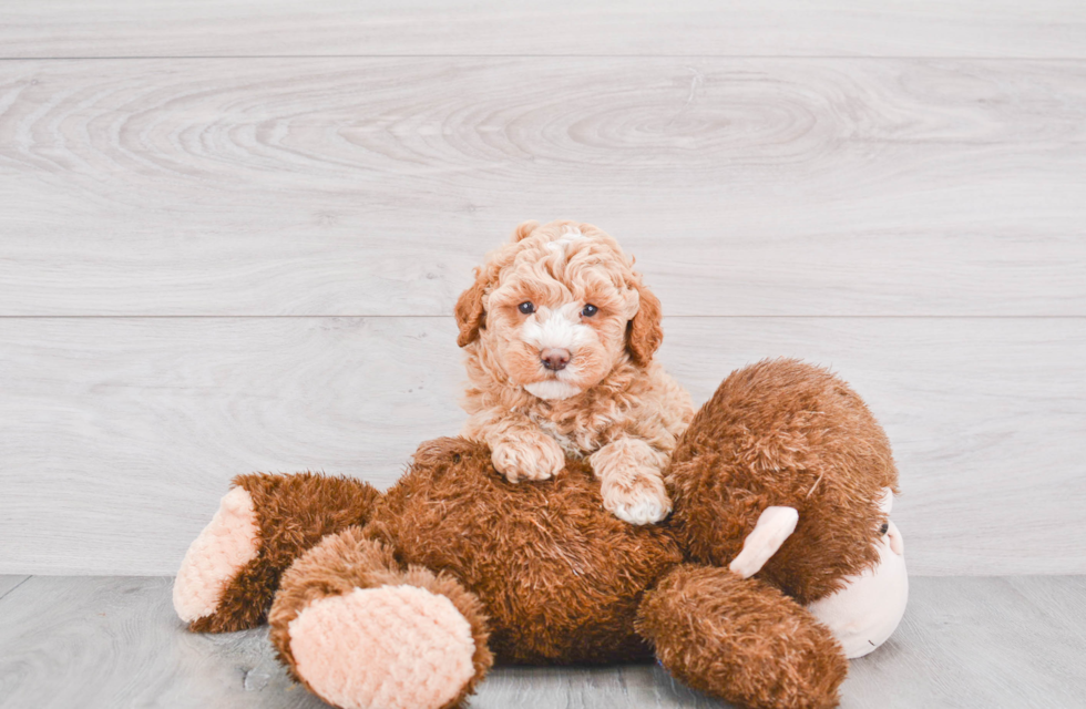 Funny Mini Goldendoodle Poodle Mix Pup