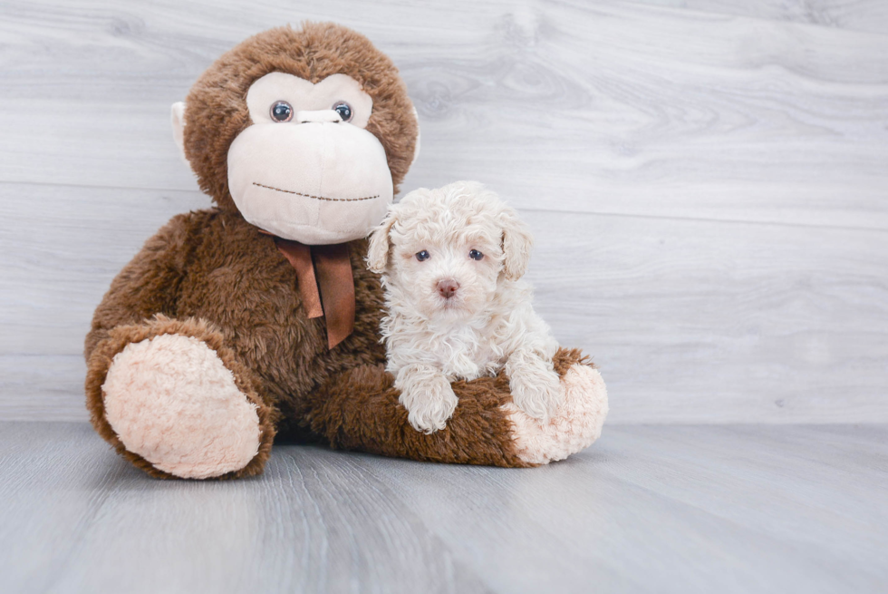 Funny Poodle Purebred Pup