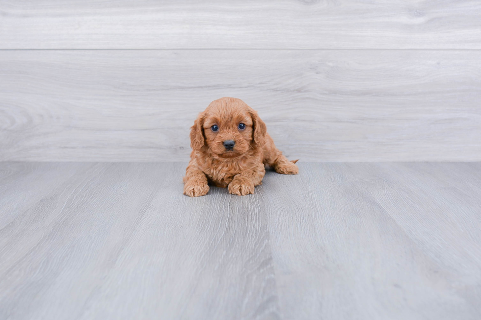 Best Cavapoo Baby