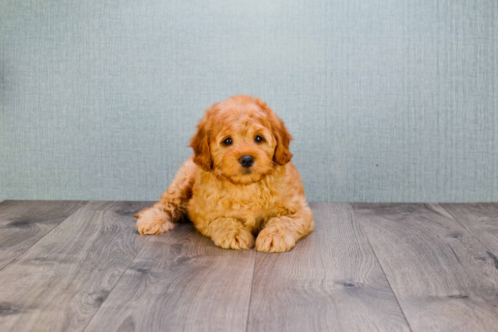 Mini Goldendoodle Puppy for Adoption