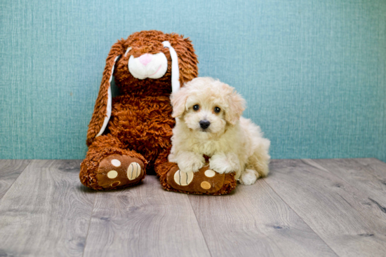 Cavapoo Puppy for Adoption