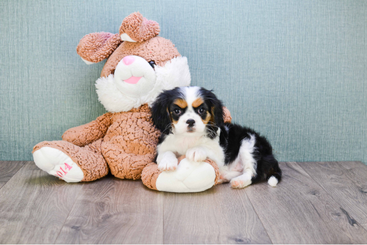 Cavalier King Charles Spaniel Pup Being Cute