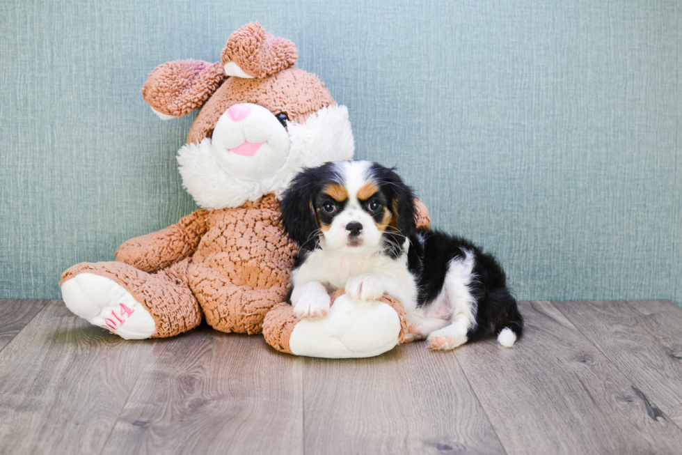 Cavalier King Charles Spaniel Pup Being Cute
