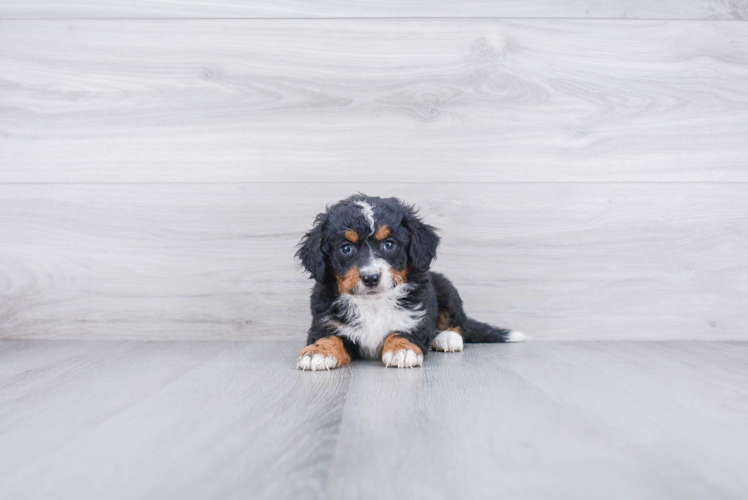 Best Mini Bernedoodle Baby