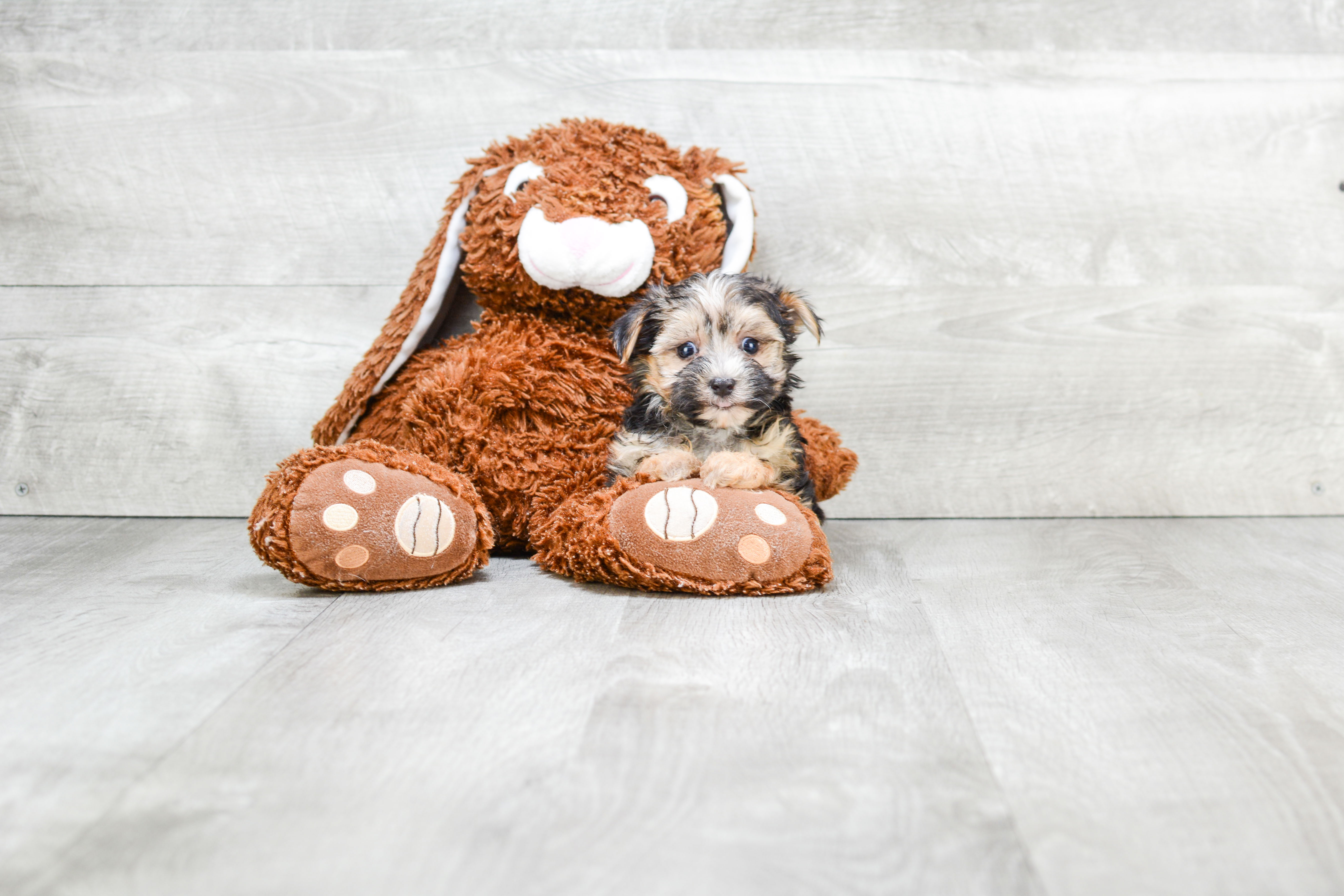 Best Morkie Baby