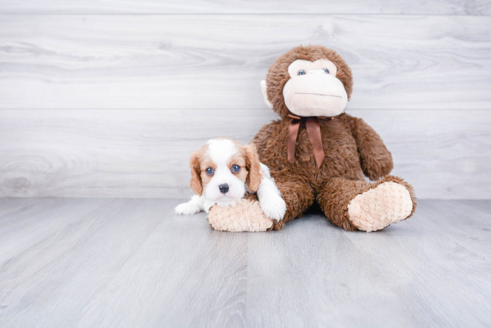 Popular Cavalier King Charles Spaniel Baby