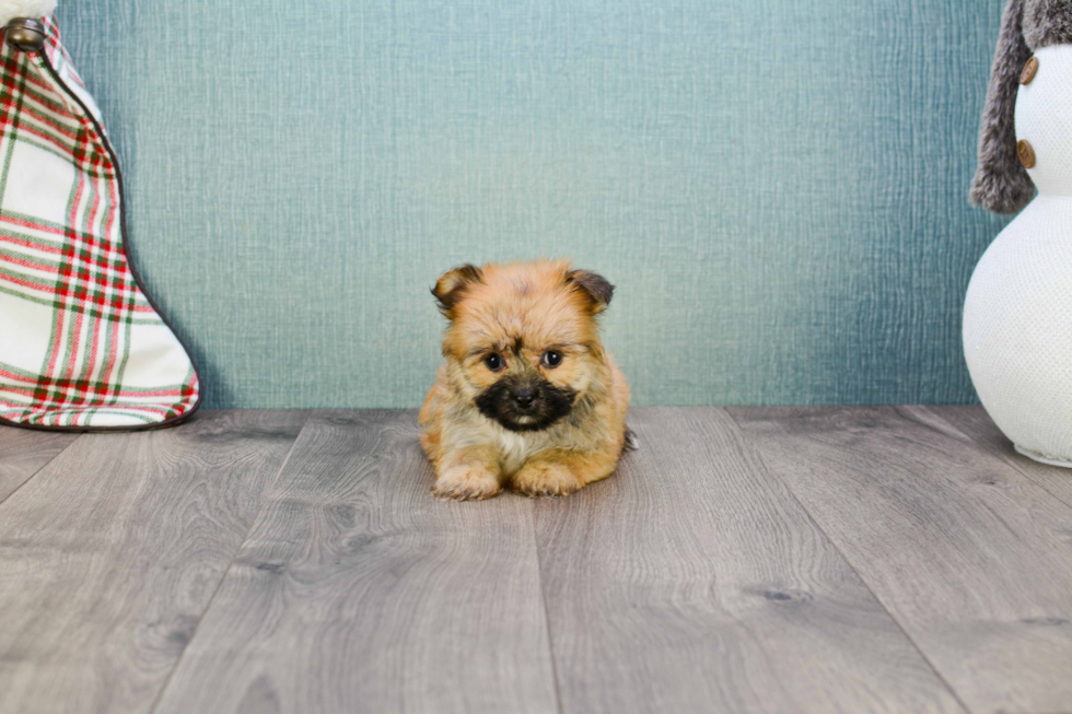 Morkie Pup Being Cute