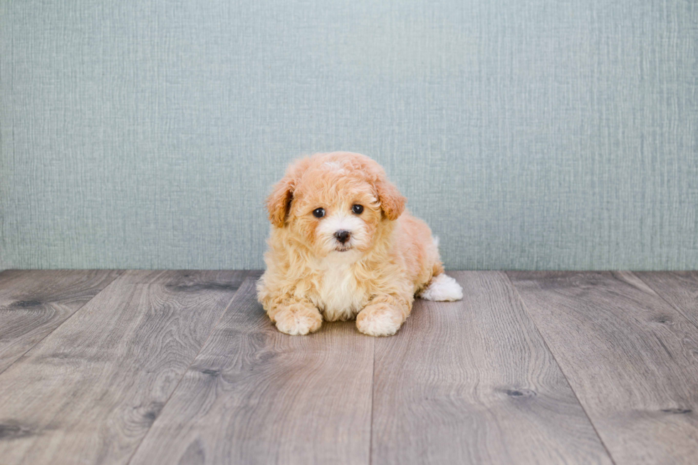 Cavapoo Pup Being Cute