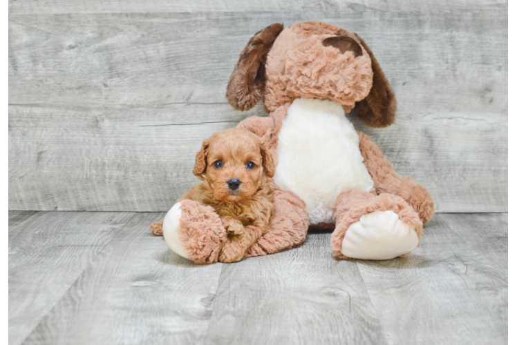 Cavapoo Pup Being Cute