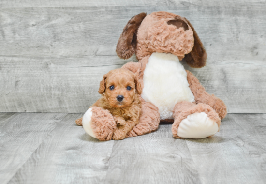 Cavapoo Pup Being Cute