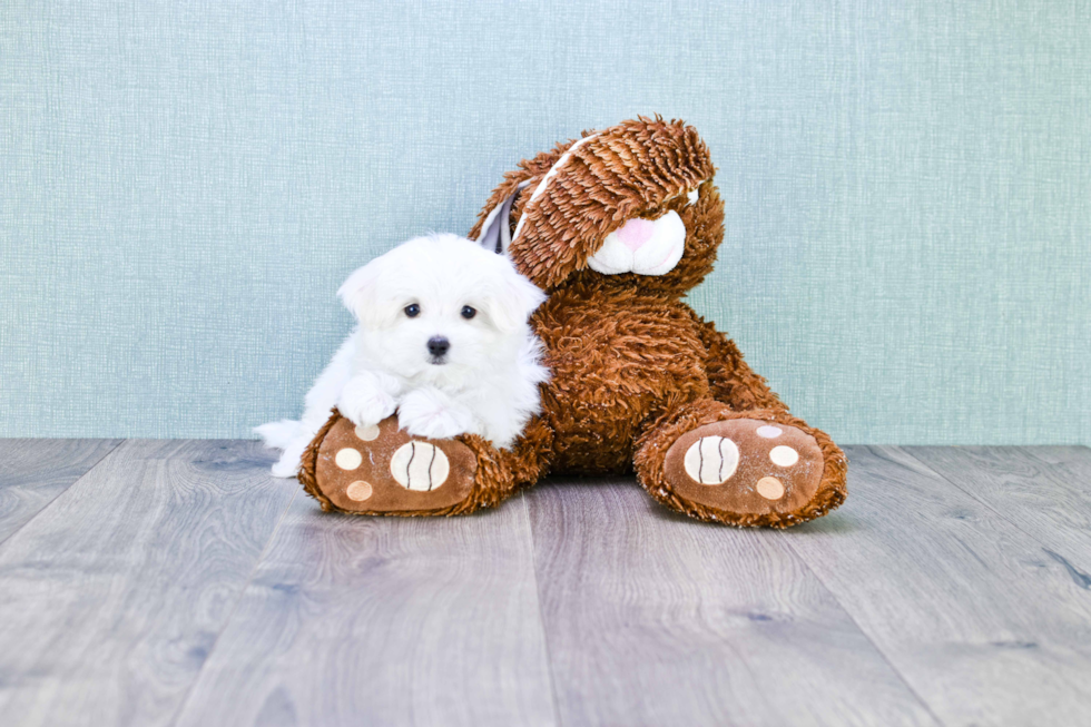 Hypoallergenic Maltese Baby