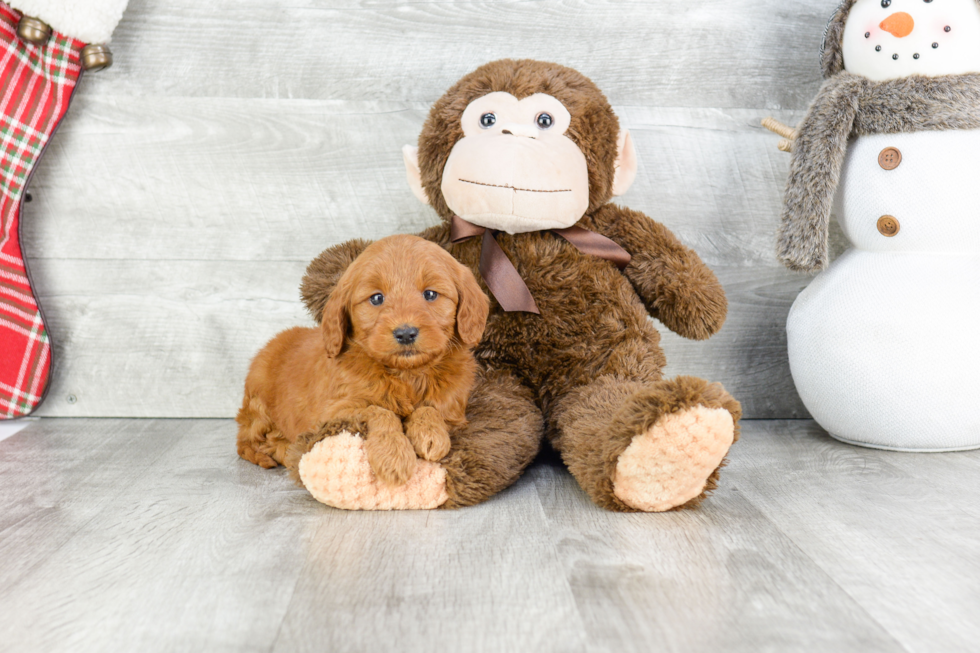 Little Golden Retriever Poodle Mix Puppy