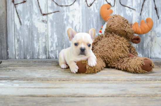 French Bulldog Pup Being Cute