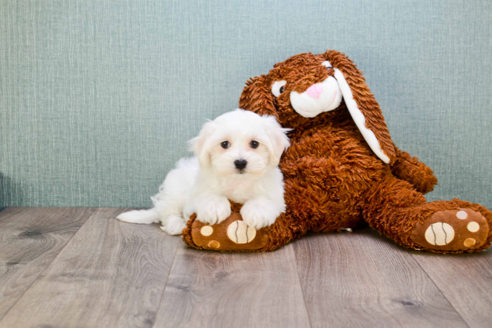 Best Maltipoo Baby