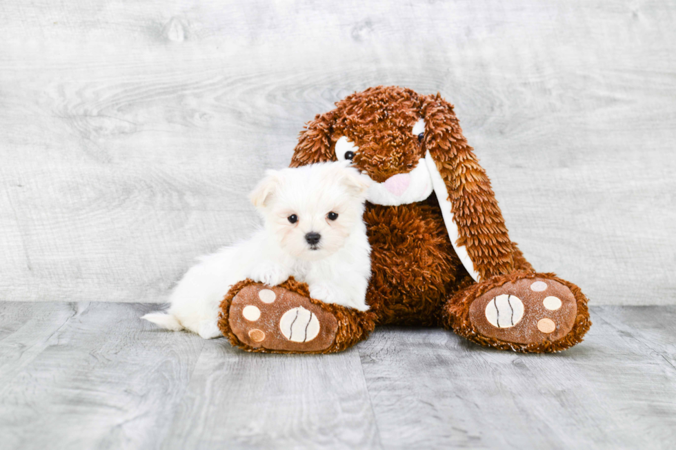 Fluffy Maltipoo Poodle Mix Pup