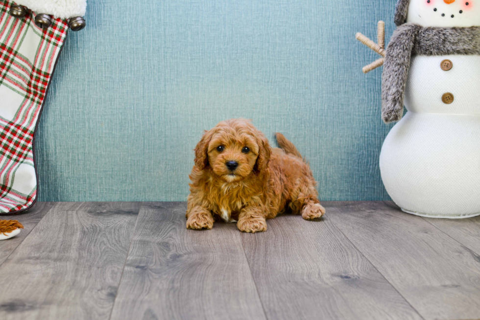 Mini Goldendoodle Pup Being Cute