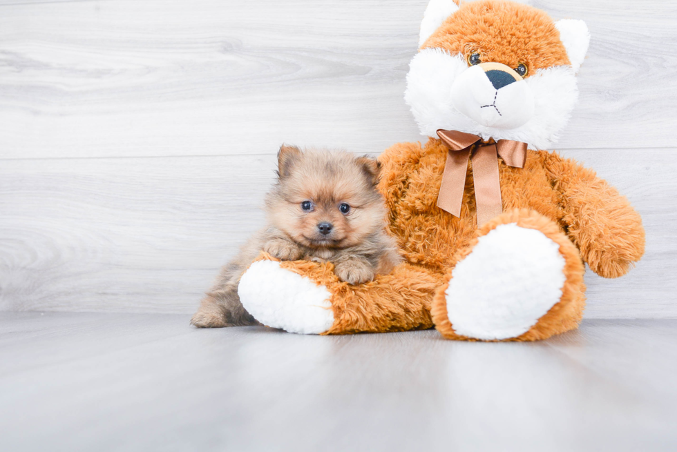 Friendly Pomeranian Baby