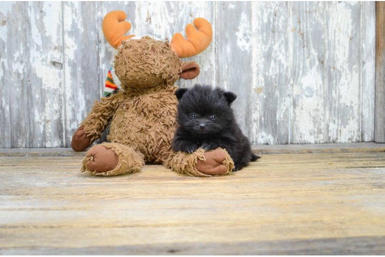 Popular Pomeranian Baby