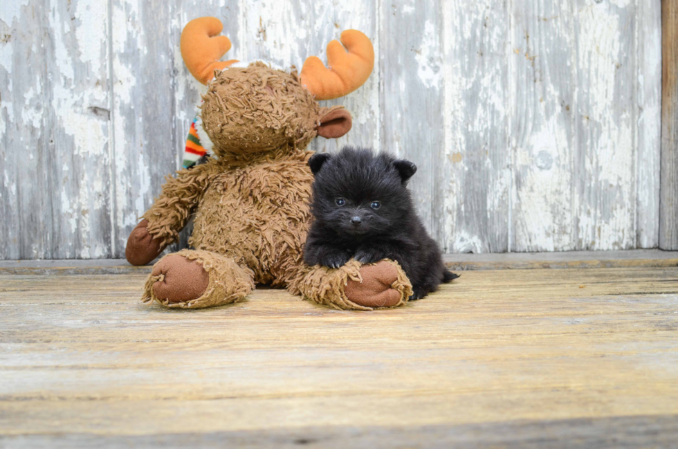 Popular Pomeranian Baby