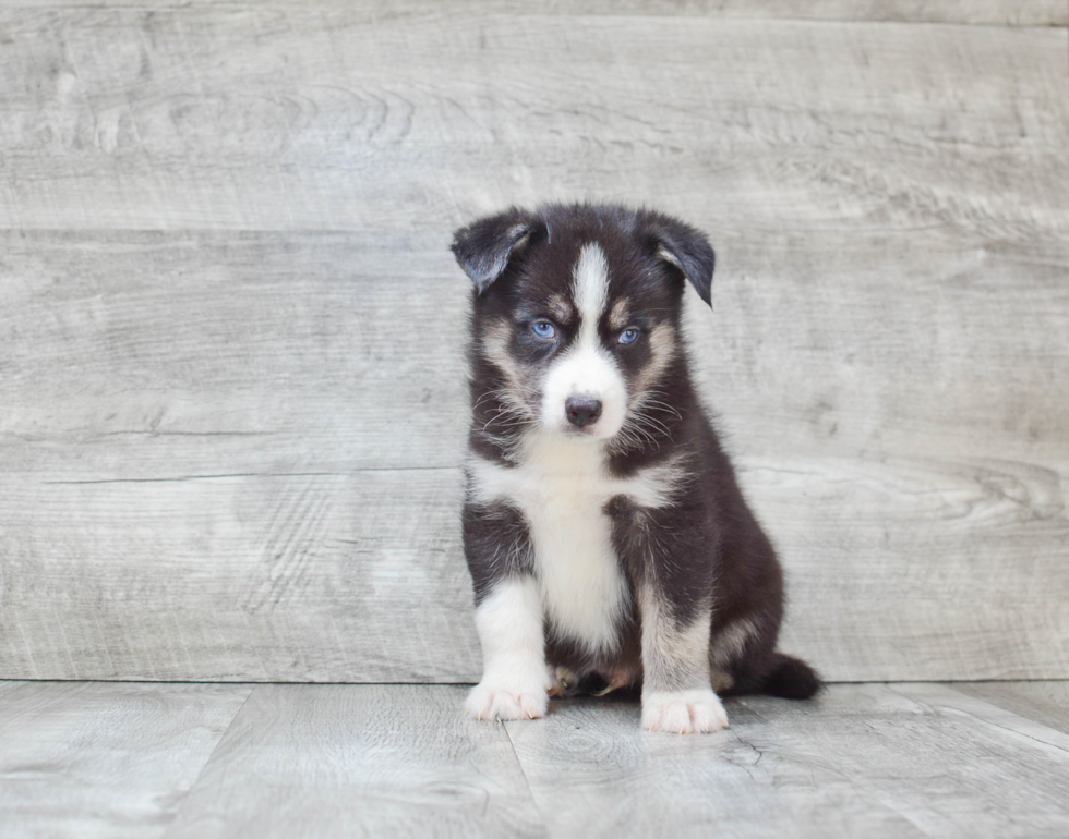 Pomsky Pup Being Cute