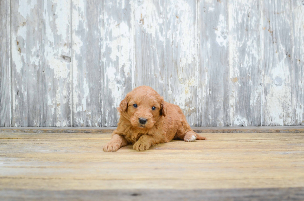 Best Mini Goldendoodle Baby